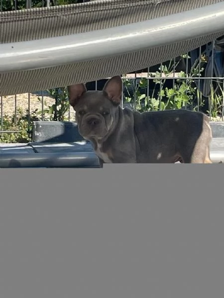 BULLDOG  BOULEDOGUE FRANCESE CUCCIOLI | Foto 2
