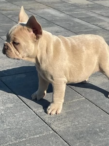 BULLDOG  BOULEDOGUE FRANCESE CUCCIOLI | Foto 0