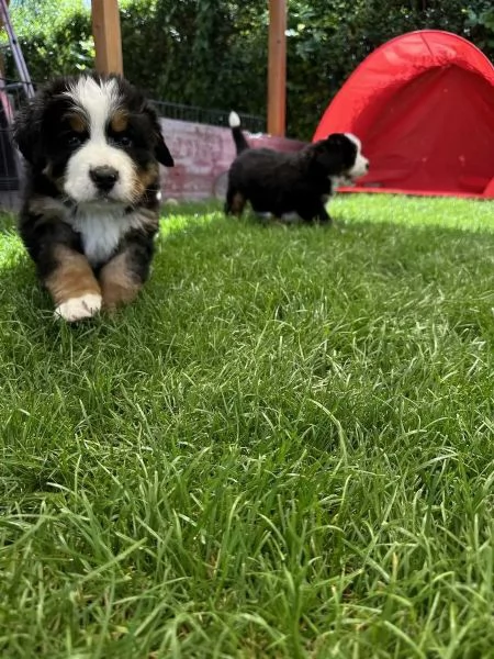 Cuccioli bovari del bernese bellissimi verranno ceduti a 90 giorni  | Foto 2