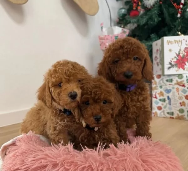 Cuccioli di Barboncino Red Nano Toy | Foto 2