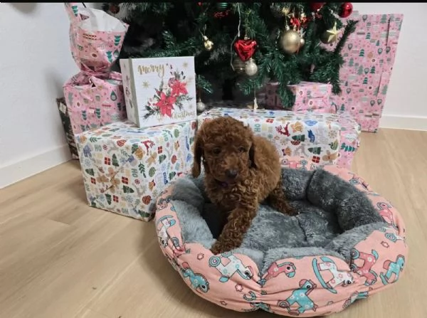 Cuccioli di Barboncino Red Nano Toy | Foto 1