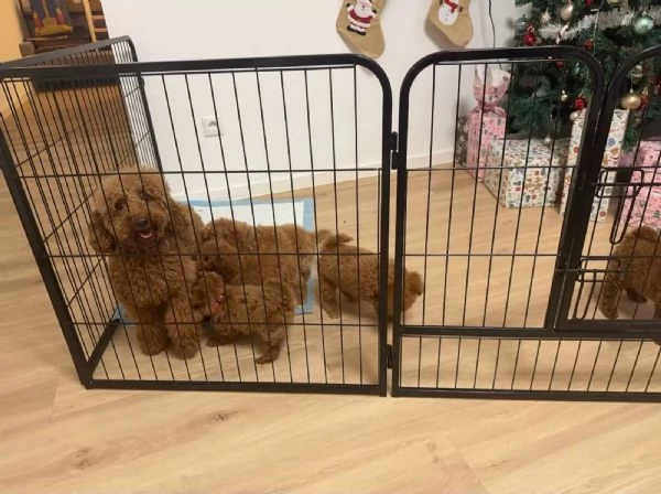 Cuccioli di Barboncino Red Nano Toy