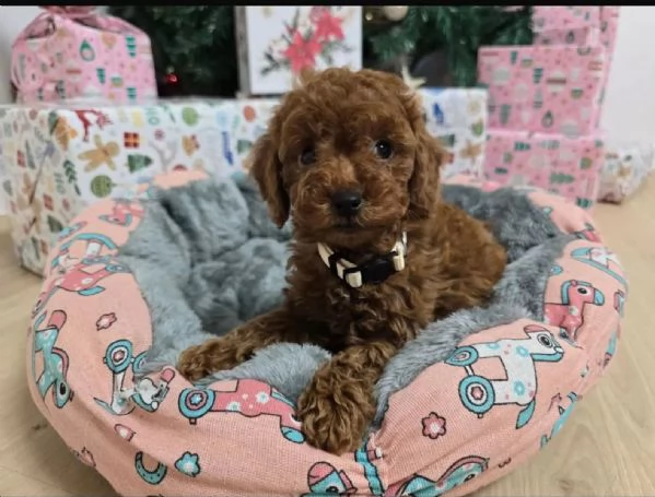 Cuccioli di Barboncino Red Nano Toy | Foto 0