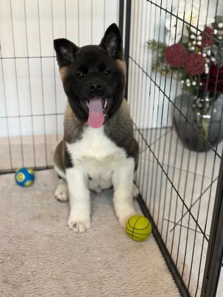 Disponibili cuccioli di Akita Inu di tre mesi | Foto 0