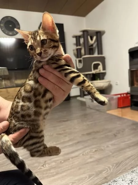 3 Gattini del bengala maschio e femmina | Foto 1