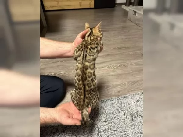 3 Gattini del bengala maschio e femmina | Foto 0