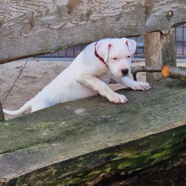 dispone di cuccioli di Dogo Argentino  | Foto 3