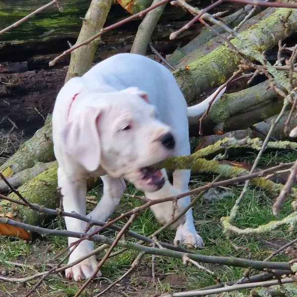 dispone di cuccioli di Dogo Argentino  | Foto 2