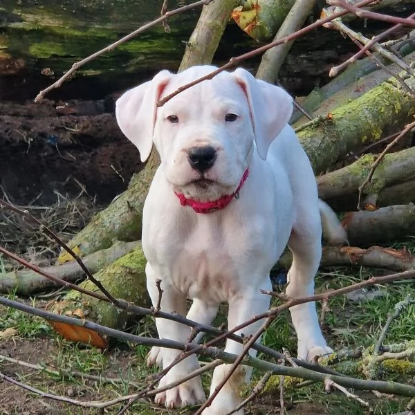 Splendida cucciola di dogo argentino | Foto 3