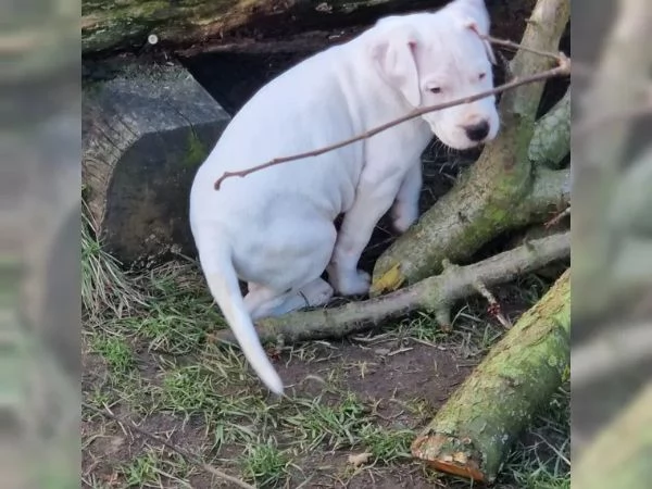  fantastica cucciola di dogo argentino | Foto 3