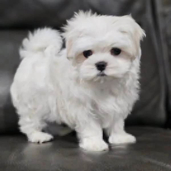3  Cuccioli di maltese con pedigree | Foto 1