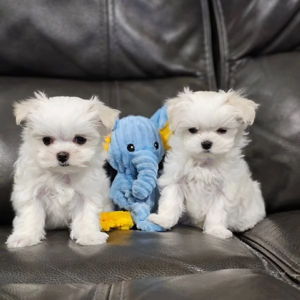 3  Cuccioli di maltese con pedigree | Foto 0