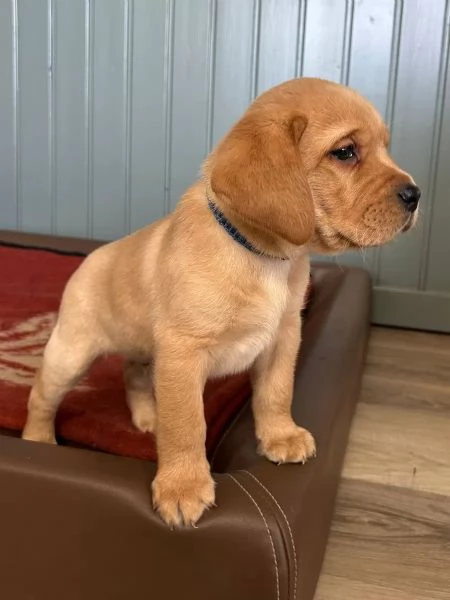 Labrador neri e marroni con pedigree