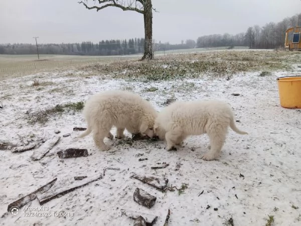 Disponibili cuccioli di Pastore maremmano Abruzzese  | Foto 4