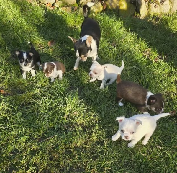 stupendi cuccioli di chihuahua bianchi e lilac cioccolato 