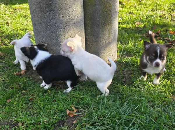 stupendi cuccioli di chihuahua bianchi e lilac cioccolato  | Foto 0