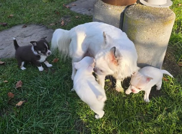 Mini cuccioli chihuahua pedigree | Foto 3