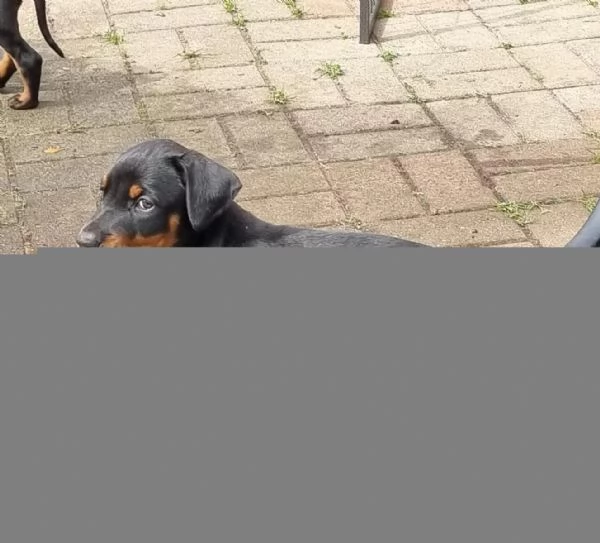 Disponibili da subito cuccioli di Dobermann molto belli  | Foto 3