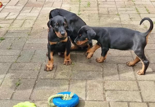 Disponibili da subito cuccioli di Dobermann molto belli  | Foto 2