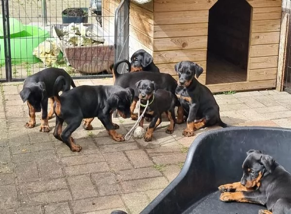Disponibili da subito cuccioli di Dobermann molto belli  | Foto 1