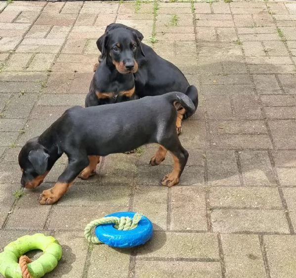 Disponibili da subito cuccioli di Dobermann molto belli  | Foto 0