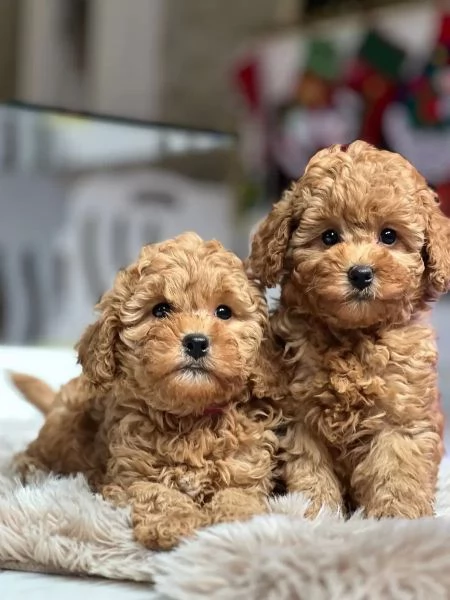 Bellissimi cuccioli di Barboncino Toy | Foto 2