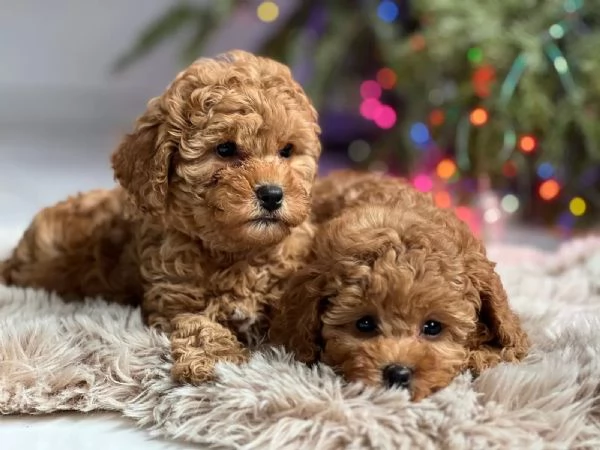 Bellissimi cuccioli di Barboncino Toy