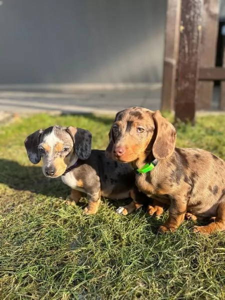 Bellissime bassotte e coniglietti in un colore speciale | Foto 0