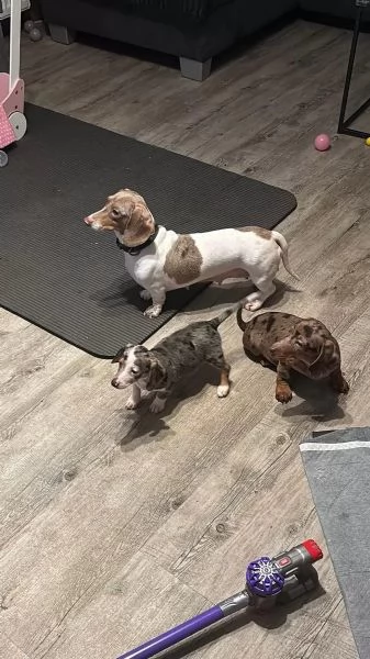 Adorabili cuccioli di bassotti nani di tre mesi e mezzo | Foto 2