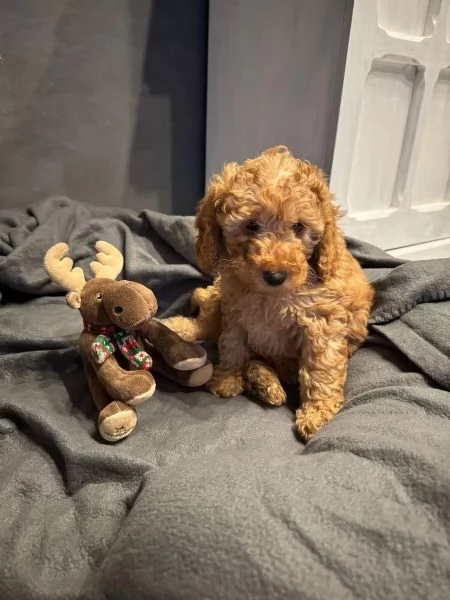 Adorabili maschi e femmine Barboncini Cuccioli Barboncini nani | Foto 1