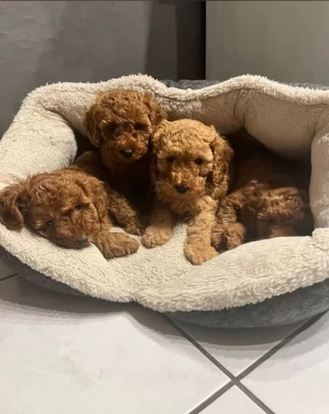 Adorabili maschi e femmine Barboncini Cuccioli Barboncini nani