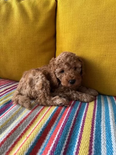 Disponibili splendidi cuccioli di BARBONCINI Toy nano minitoy | Foto 2