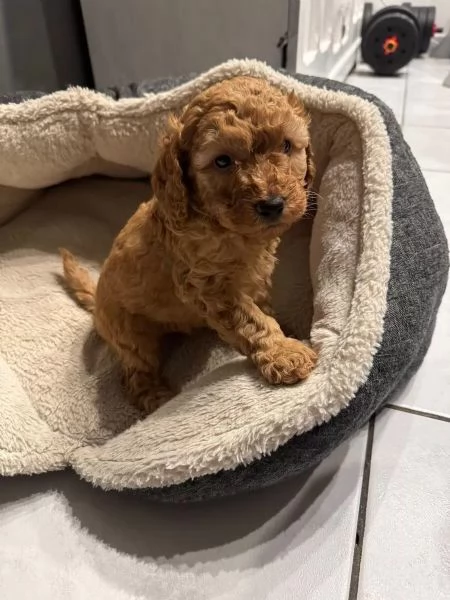 Disponibili splendidi cuccioli di BARBONCINI Toy nano minitoy | Foto 1