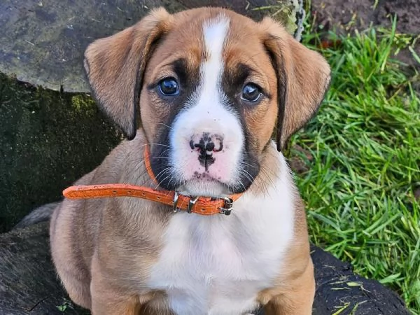 Cuccioli di Boxer di razza pura di 13 settimane | Foto 2