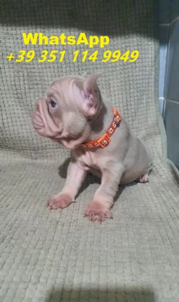Regalo cuccioli di Bulldog franceacutes maschio e femmina giocherelloni