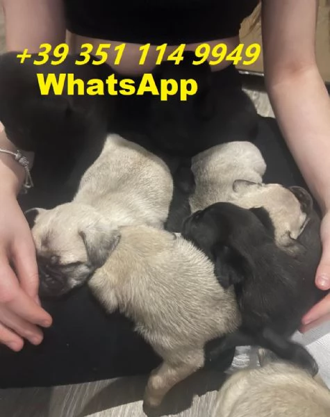 Regalo cuccioli di Carlino maschio e femmina giocherelloni | Foto 1