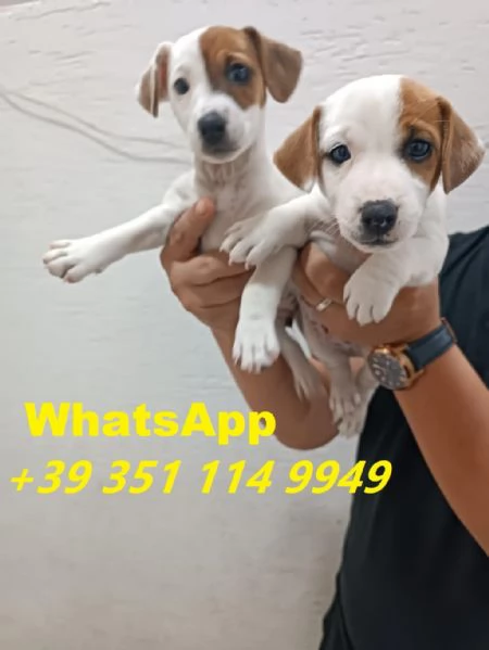 Regalo cuccioli di Jack Russel maschio e femmina giocherelloni