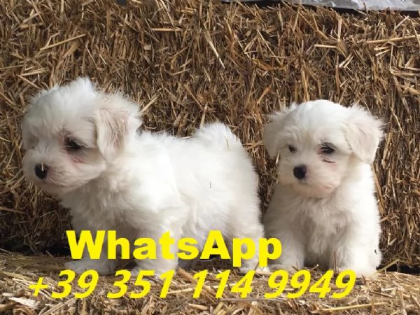 Regalo cuccioli di Maltese maschio e femmina giocherelloni