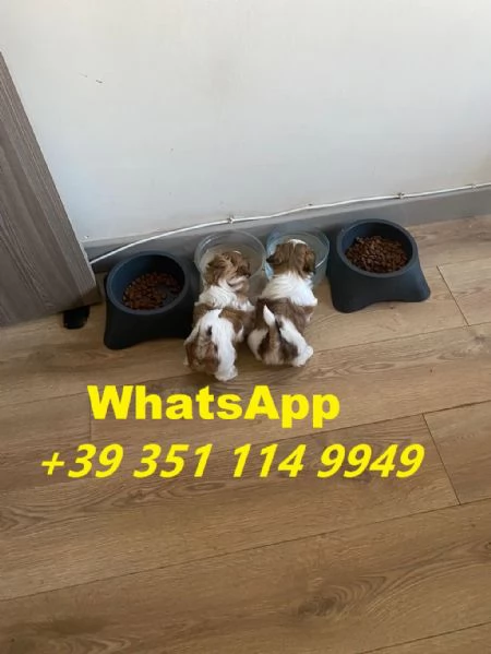 Regalo cuccioli di Shitzu maschio e femmina giocherelloni