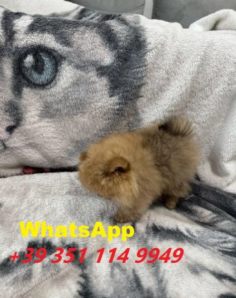Regalo cuccioli di Volpino Pomerania maschio e femmina giocherelloni | Foto 0