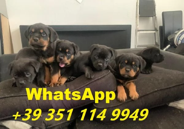 Regalo cuccioli di Rottweiler maschio e femmina giocherelloni