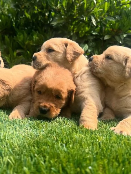 Cuccioli di Golden Retriever