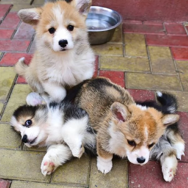  Pembroke Welsh Corgi  | Foto 0