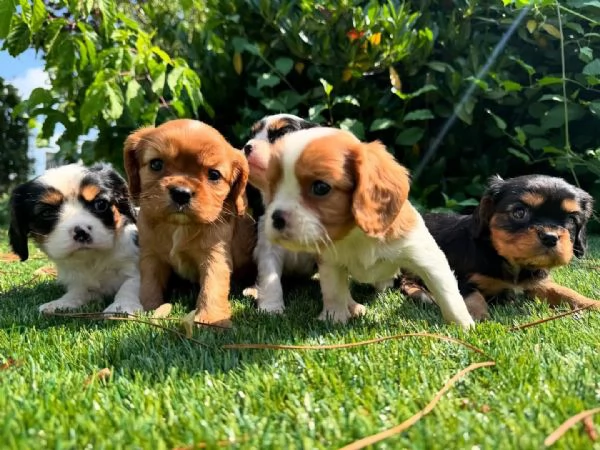 Cavalier King Charles Spaniel