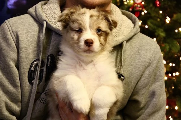 Cuccioli Australian Sheperd | Foto 3