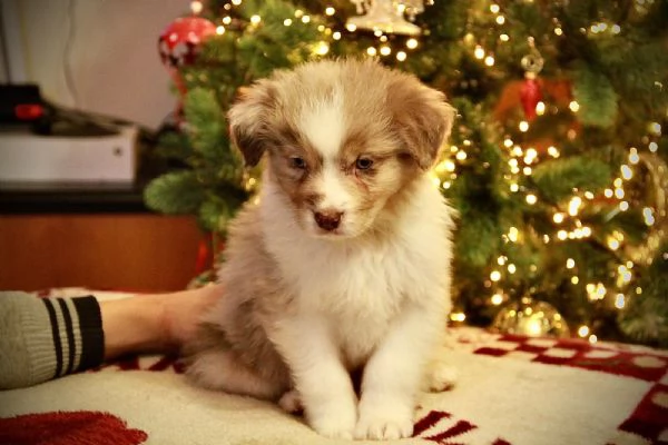 Cuccioli Australian Sheperd | Foto 1