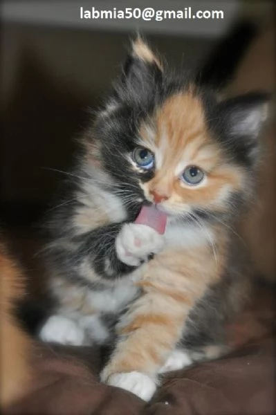 gattini siberiani in Adozione Cerchiamo famiglie amorevoli per questi splendidi gattini siberiani d