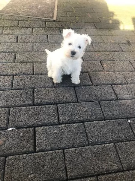 Bellissimi cuccioli di Westie cuccioli di West Highland White Terrier di razza pura | Foto 2