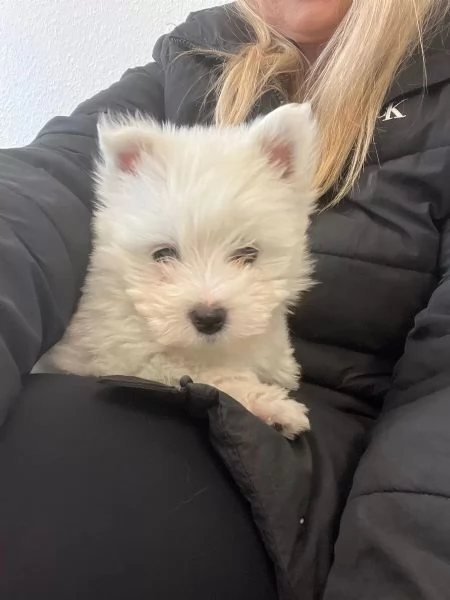 Bellissimi cuccioli di Westie cuccioli di West Highland White Terrier di razza pura | Foto 1