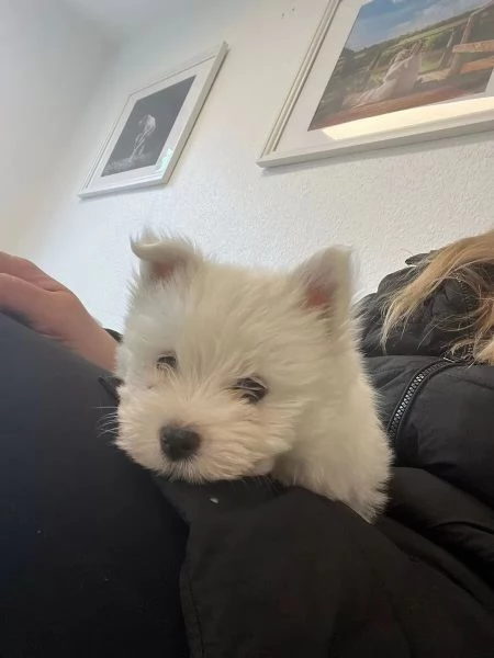 Bellissimi cuccioli di Westie cuccioli di West Highland White Terrier di razza pura